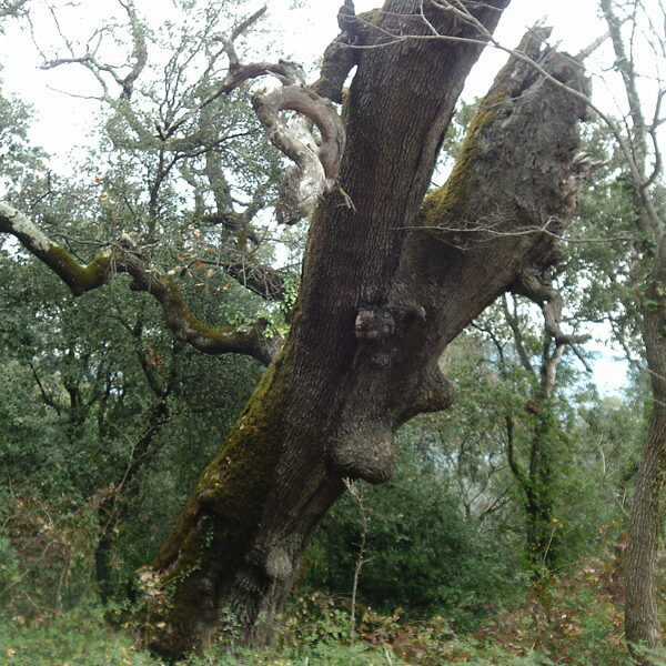 Roble tumbado de Falgars