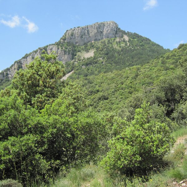 Monte de Bassegoda desde cerca de Can Galan